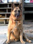 image of german_shepherd