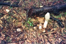 image of stinkhorn