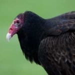 image of bird