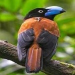 image of bird