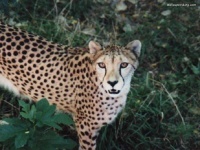 image of jaguar_car