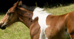 image of animal
