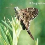 image of animal