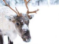 image of reindeer #44