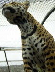 image of jaguar_car