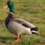 image of bird