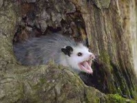 image of possum #49