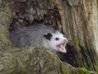 image of animal