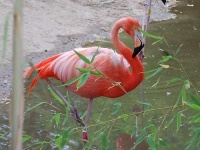 image of flamingo