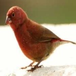 image of bird