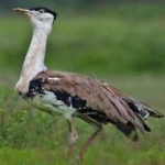 image of indian_bustard #1