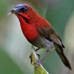 image of bird