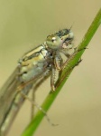 image of damselfly