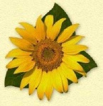 image of sunflower
