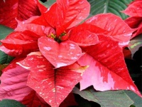 image of poinsettia #19