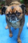 image of brabancon_griffon