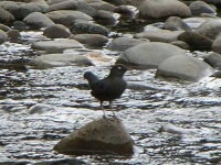 image of water_ouzel