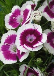 image of flower