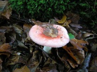 image of agaric