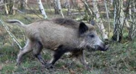 image of boar #24