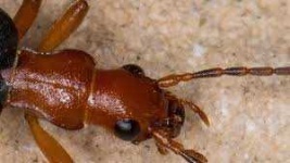 image of beetle #55