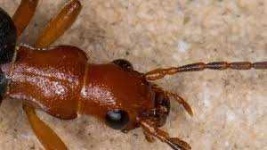image of animal