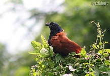 image of coucal