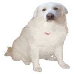 image of animal