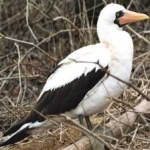 image of bird