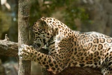 image of jaguar_car