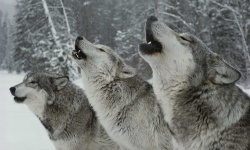 image of wolf #11