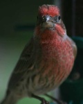 image of house_finch #0