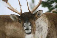image of reindeer #13
