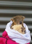 image of koala