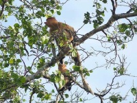 image of proboscis_monkey