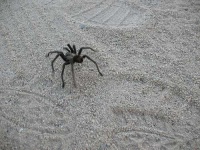 image of tarantula