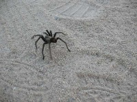 image of tarantula #21