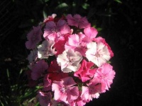 image of flower