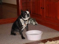 image of boston_bull