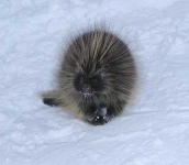 image of porcupine