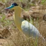 image of bird