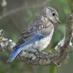 image of bird