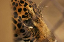image of jaguar_car