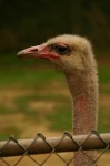 image of ostrich