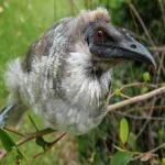 image of bird