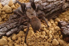 image of tarantula