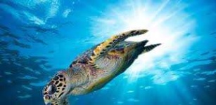 image of animal