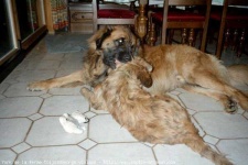 image of leonberg