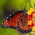 image of animal