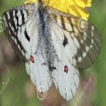 image of animal
